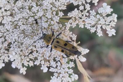 <i>Chlorophorus glabromaculatus</i>