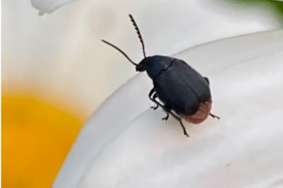 <i>Bruchidius siliquastri</i>