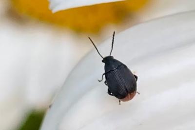 <i>Bruchidius siliquastri</i>