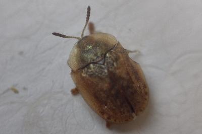 <i>Hypocassida subferruginea</i>