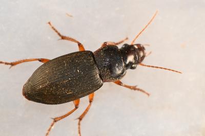 <i>Pseudoophonus rufipes</i>