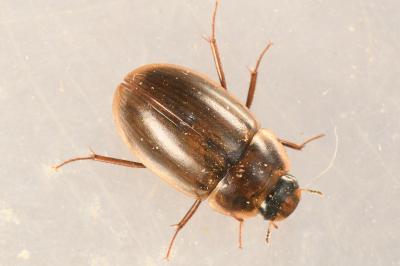 <i>Enochrus testaceus</i>
