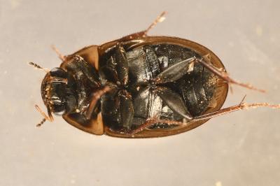 <i>Enochrus testaceus</i>