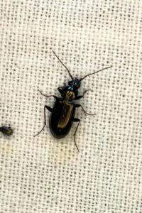 <i>Loricera pilicornis</i>