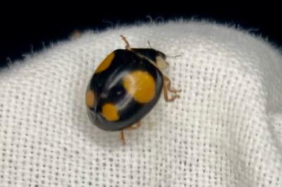<i>Harmonia axyridis</i>