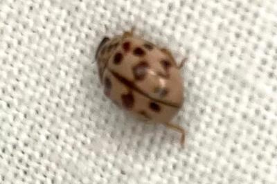 <i>Oenopia conglobata</i>