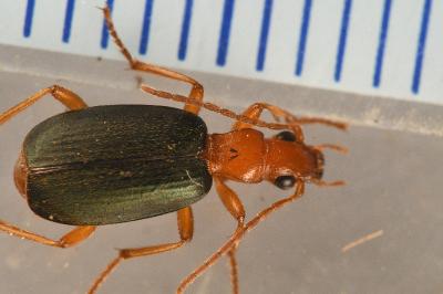 <i>Brachinus psophia</i>
