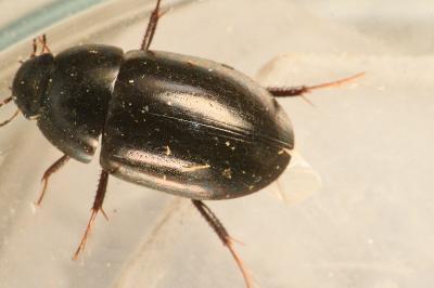 <i>Limnoxenus niger</i>