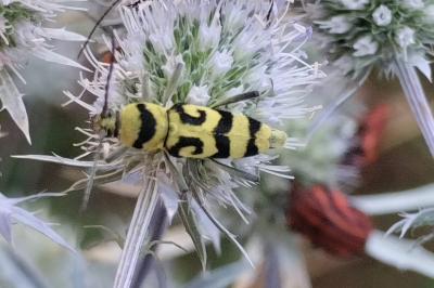 <i>Chlorophorus varius</i>