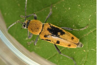 Chlorophorus glabromaculatus