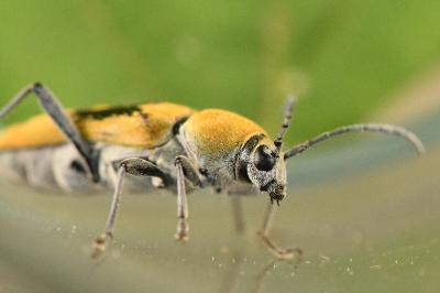 <i>Chlorophorus glabromaculatus</i>