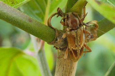<i>Trichoferus pallidus</i>