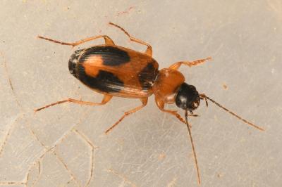 <i>Badister meridionalis</i>