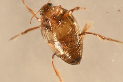 <i>Haliplus ruficollis</i>