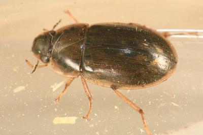 <i>Helochares lividus</i>