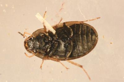 <i>Helochares lividus</i>