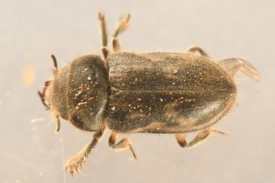 <i>Heterocerus fenestratus</i>