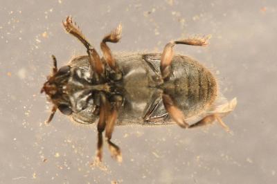 <i>Heterocerus fenestratus</i>