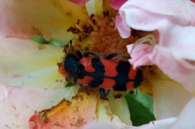 <i>Trichodes alvearius</i>