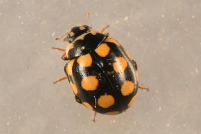 <i>Coccinula quatuordecimpustulata</i>