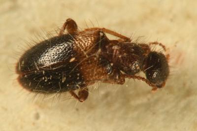 <i>Hirticollis hispidus</i>