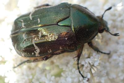 <i>Potosia cuprea</i>