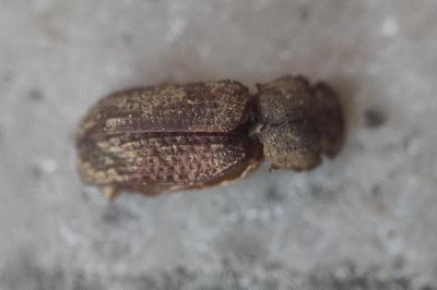 <i>Bolitophagus reticulatus</i>