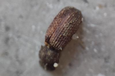 <i>Bolitophagus reticulatus</i>