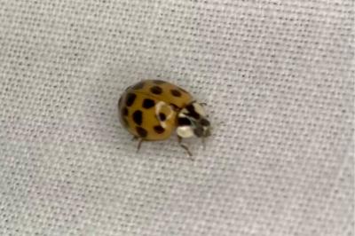 <i>Harmonia axyridis</i>
