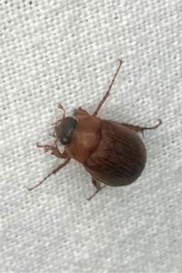<i>Serica brunnea</i>