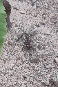<i>Cicindela hybrida</i>