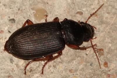 <i>Pseudoophonus rufipes</i>