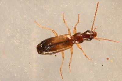 <i>Paradromius linearis</i>