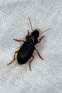 <i>Pseudoophonus rufipes</i>