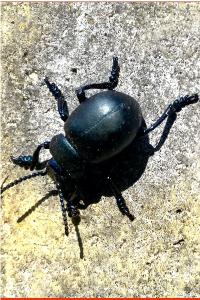<i>Timarcha tenebricosa</i>
