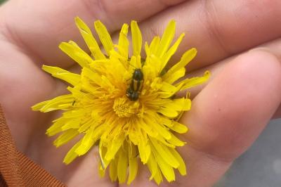 <i>Cryptocephalus vittatus</i>