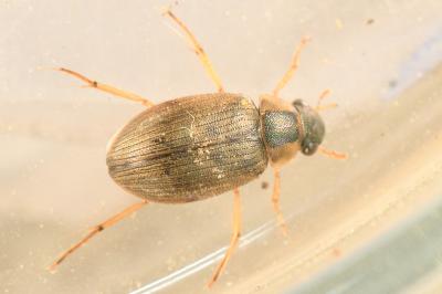 <i>Berosus affinis</i>