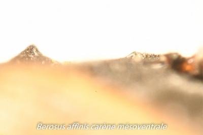 <i>Berosus affinis</i>