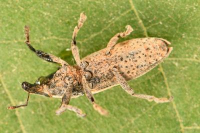 <i>Lixus ochraceus</i>