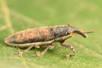 <i>Lixus ochraceus</i>