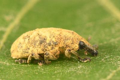 <i>Larinus turbinatus</i>