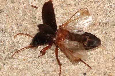 <i>Pseudoophonus rufipes</i>