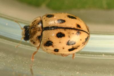 <i>Propylea quatuordecimpunctata</i>