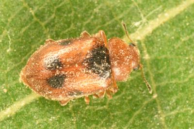 <i>Coccidula scutellata</i>