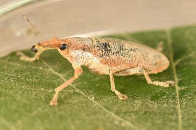 <i>Lixus pulverulentus</i>