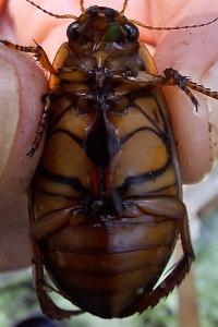 <i>Dytiscus marginalis</i>