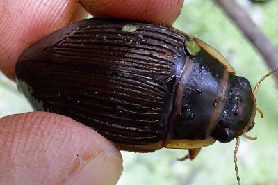<i>Dytiscus marginalis</i>