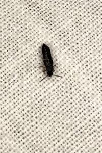 <i>Anotylus</i>