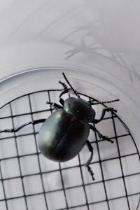 <i>Timarcha tenebricosa</i>