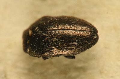 <i>Trachys quercicola</i>